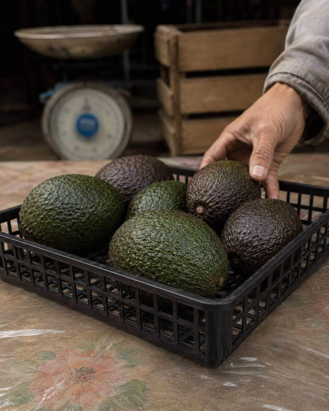 Palta peruana