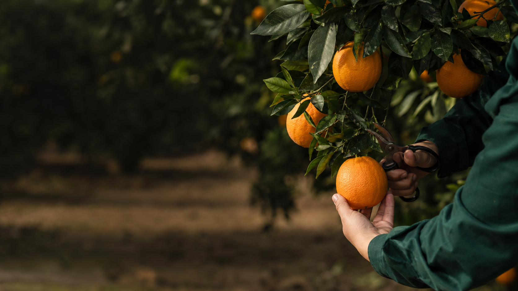 Espacio provisional para naranja Valencia